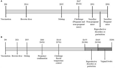 Evaluation of the Efficacy of a New Commercially Available Inactivated Vaccine Against Ovine Enzootic Abortion